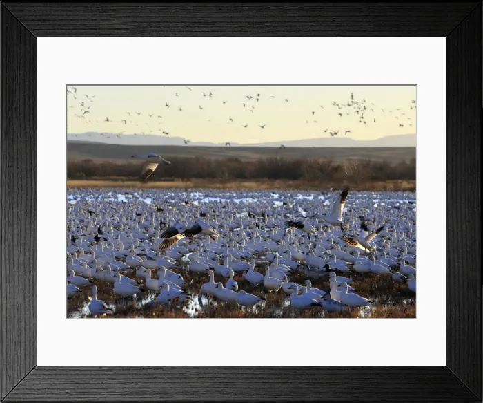 Framed Print : Picture No. 10888713