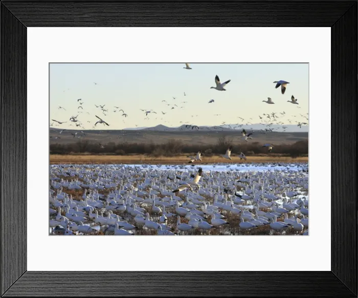 Framed Print : Picture No. 10888714