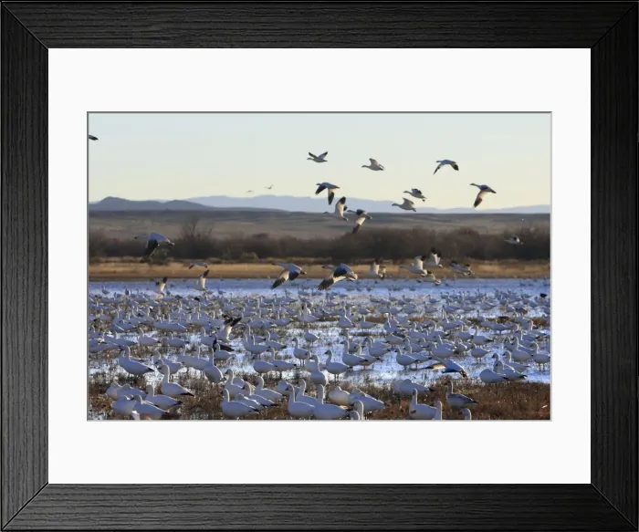 Framed Print : Picture No. 10888715 Framed Print : Picture No. 10888715