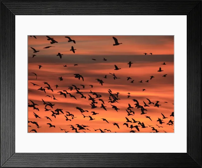 Framed Print : Picture No. 10888719 Framed Print : Picture No. 10888719