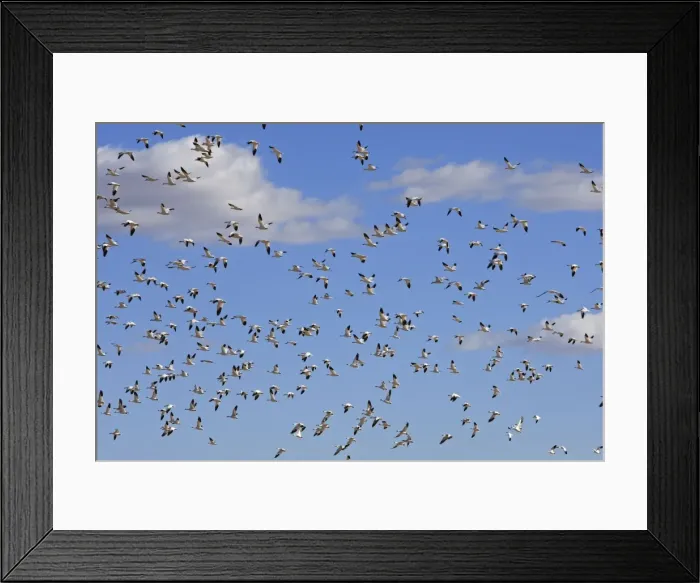 Framed Print : Picture No. 10888716 Framed Print : Picture No. 10888716