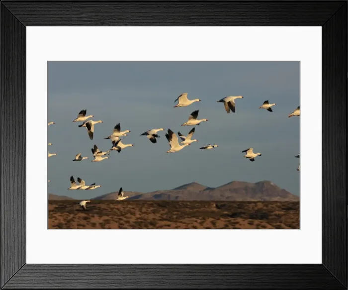 Framed Print : Picture No. 10888720 Framed Print : Picture No. 10888720