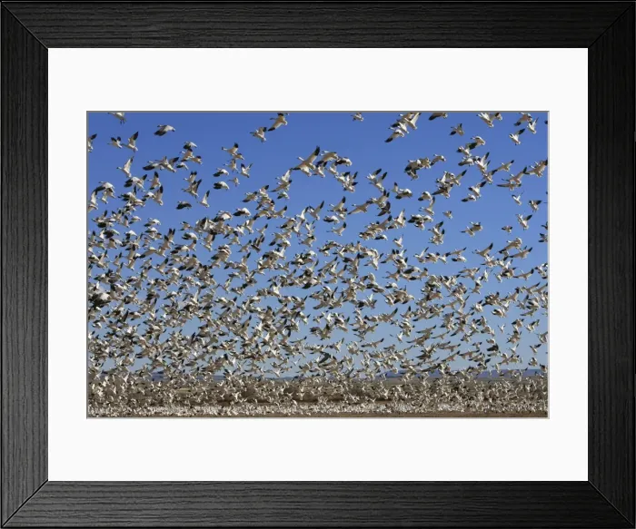Framed Print : Picture No. 10888717 Framed Print : Picture No. 10888717
