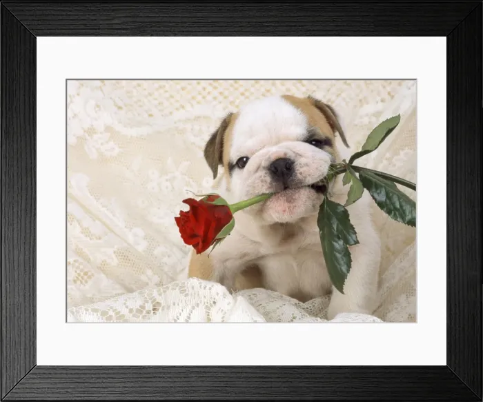 Framed Print : Picture No. 10888721 Framed Print : Picture No. 10888721