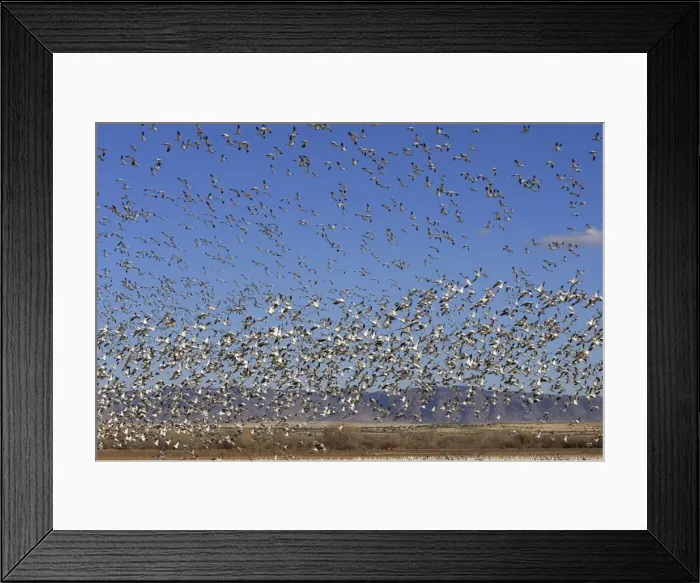 Framed Print : Picture No. 10888718 Framed Print : Picture No. 10888718