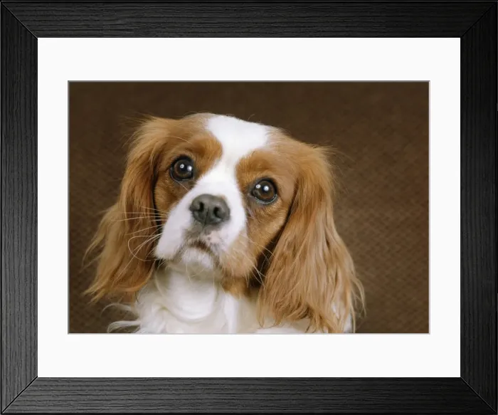 Framed Print : Picture No. 10888723 Framed Print : Picture No. 10888723