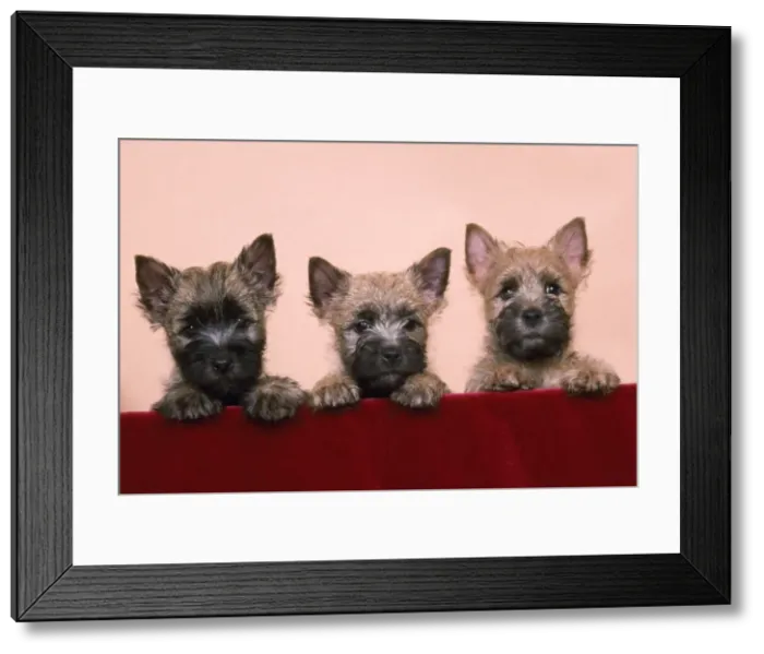 Framed Print : Picture No. 10888724 Framed Print : Picture No. 10888724