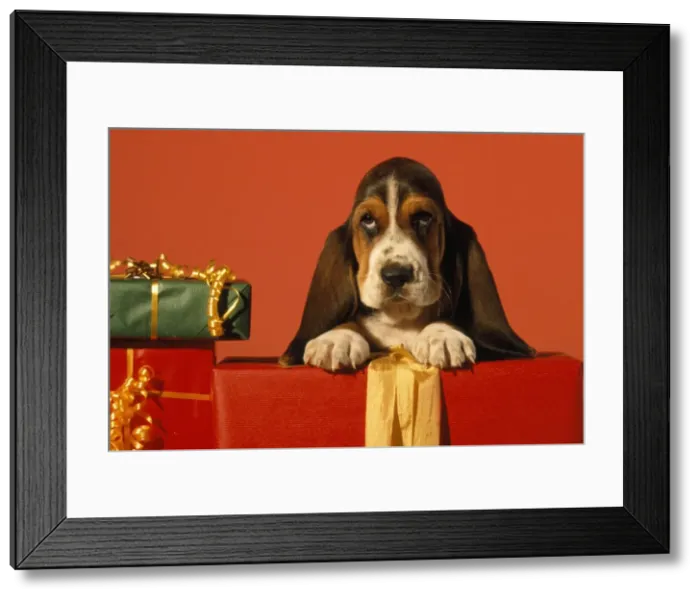 Framed Print : Picture No. 10888727 Framed Print : Picture No. 10888727