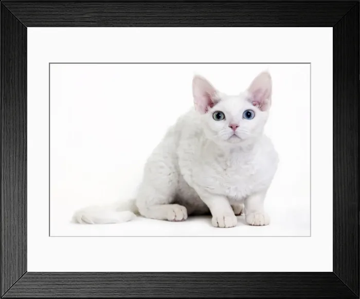 Framed Print : Picture No. 10888749 Framed Print : Picture No. 10888749