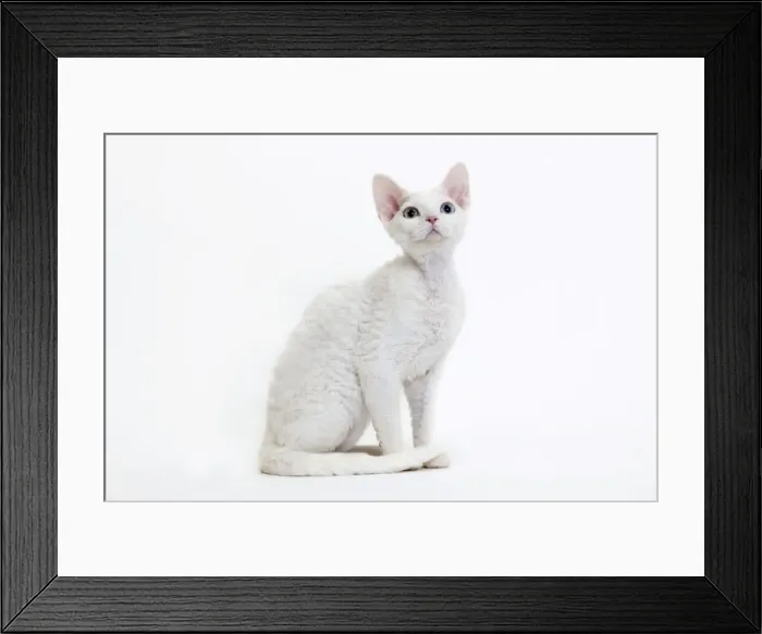 Framed Print : Picture No. 10888750 Framed Print : Picture No. 10888750