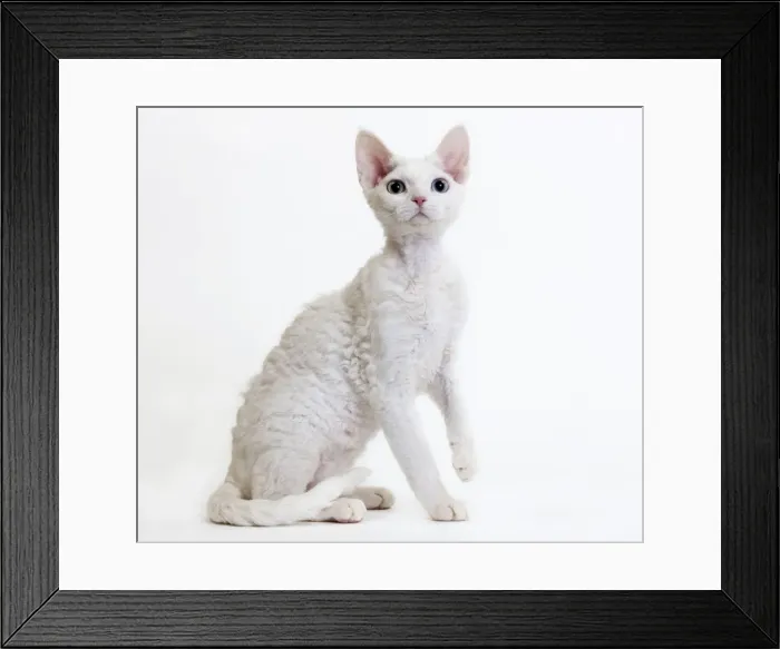 Framed Print : Picture No. 10888751
