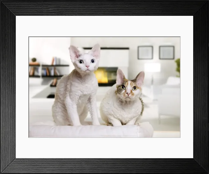 Framed Print : Picture No. 10888757 Framed Print : Picture No. 10888757