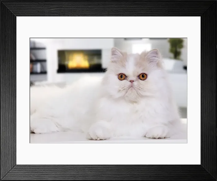 Framed Print : Picture No. 10888770 Framed Print : Picture No. 10888770