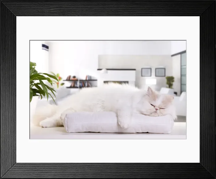 Framed Print : Picture No. 10888771 Framed Print : Picture No. 10888771