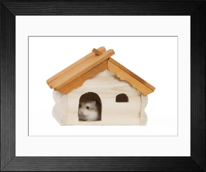 Framed Print : Picture No. 10888778 Framed Print : Picture No. 10888778