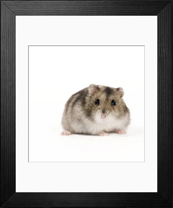 Framed Print : Picture No. 10888779 Framed Print : Picture No. 10888779