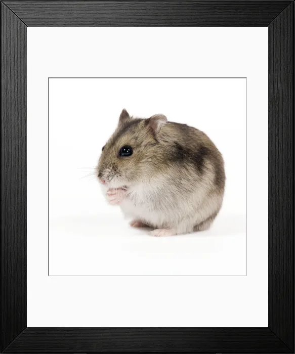 Framed Print : Picture No. 10888781 Framed Print : Picture No. 10888781