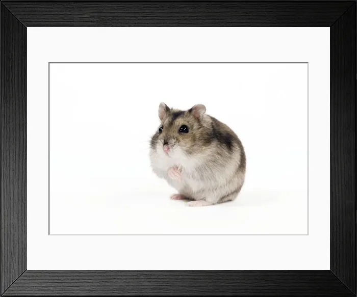 Framed Print : Picture No. 10888782 Framed Print : Picture No. 10888782