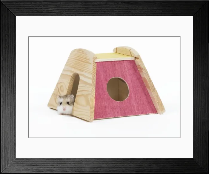 Framed Print : Picture No. 10888776 Framed Print : Picture No. 10888776