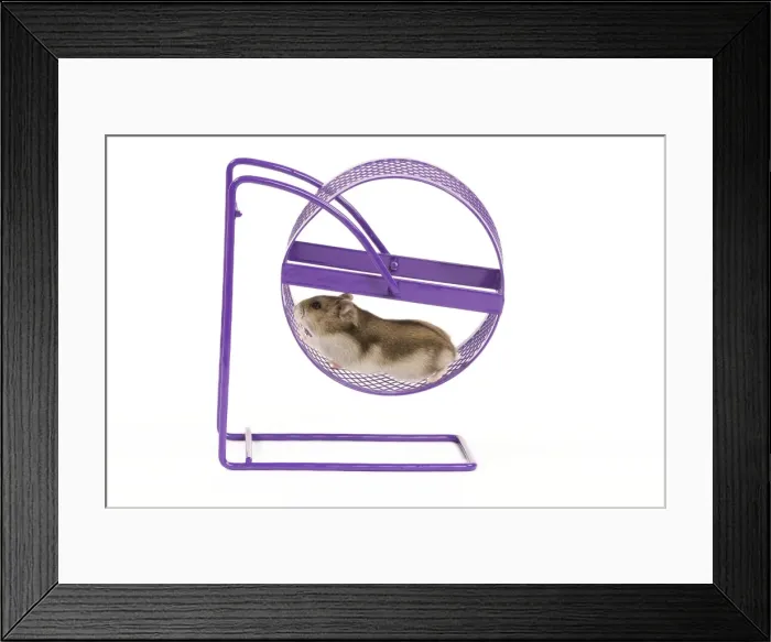 Framed Print : Picture No. 10888788 Framed Print : Picture No. 10888788