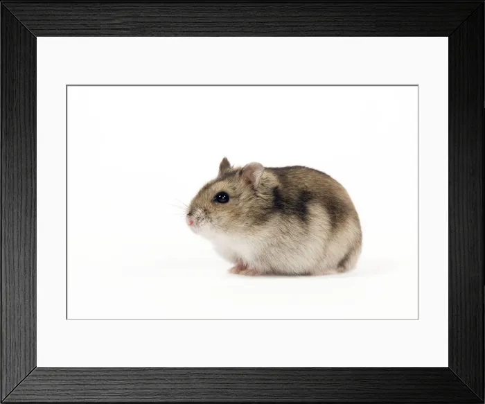 Framed Print : Picture No. 10888783 Framed Print : Picture No. 10888783