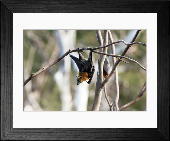 Framed Print : Picture No. 10947465