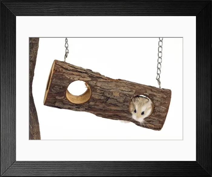 Framed Print : Picture No. 10888812 Framed Print : Picture No. 10888812