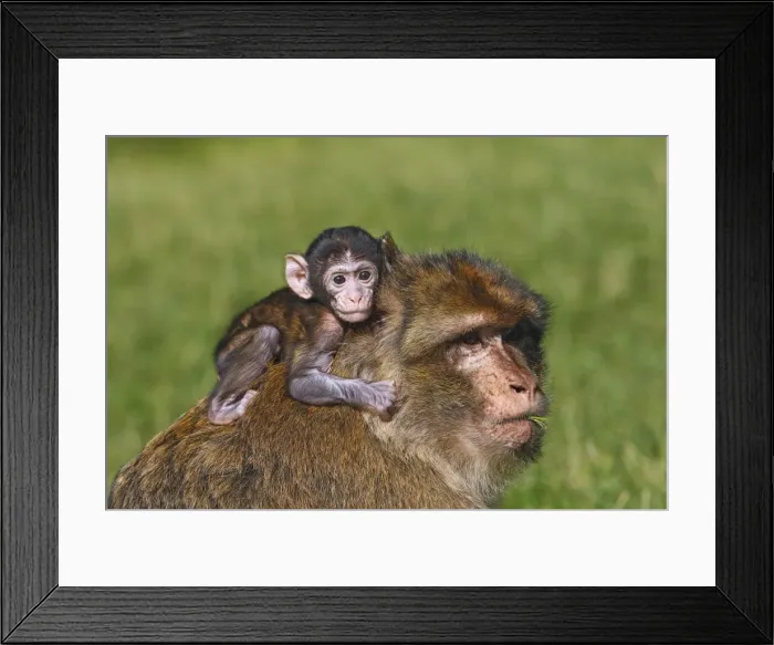 Framed Print : Picture No. 10888483 Framed Print : Picture No. 10888483