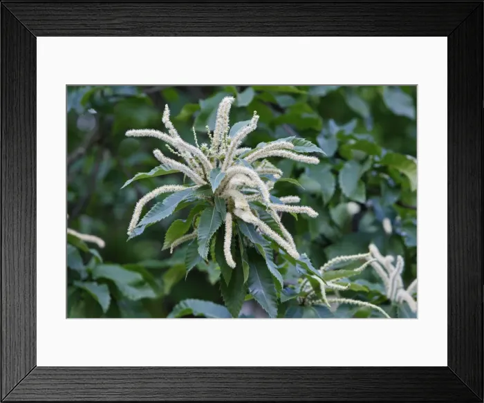 Framed Print : Picture No. 10888452 Framed Print : Picture No. 10888452