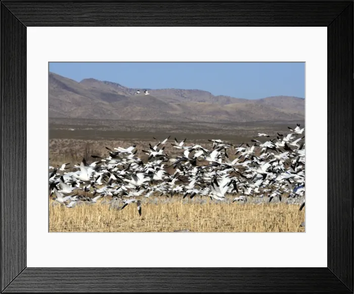 Framed Print : Picture No. 10888683 Framed Print : Picture No. 10888683