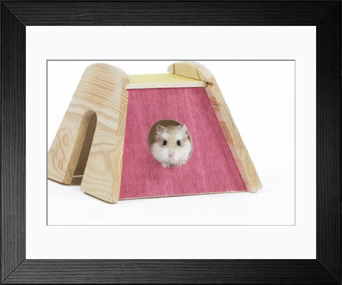 Framed Print : Picture No. 10888777 Framed Print : Picture No. 10888777