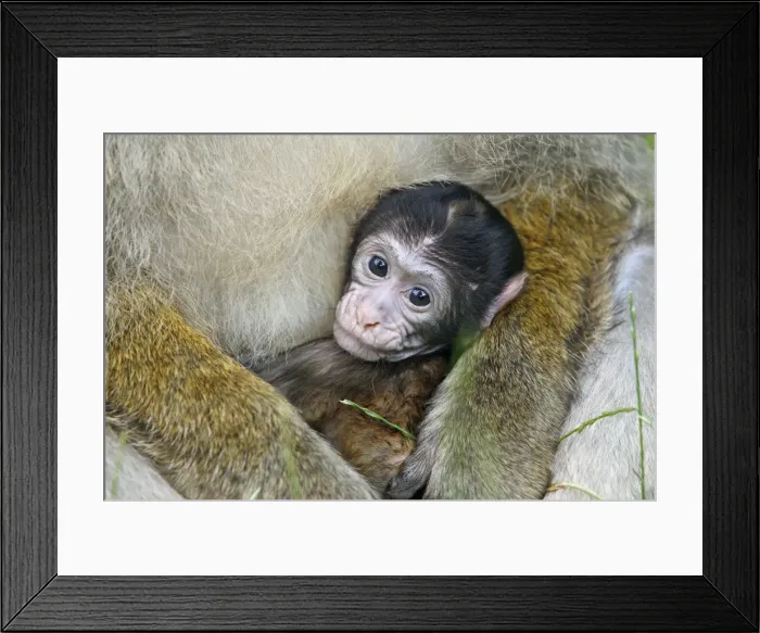 Framed Print : Picture No. 10888466 Framed Print : Picture No. 10888466