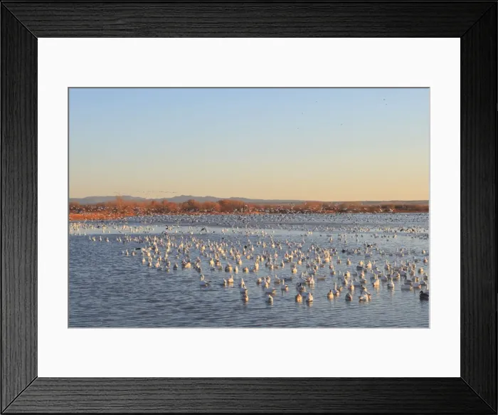 Framed Print : Picture No. 10888680 Framed Print : Picture No. 10888680