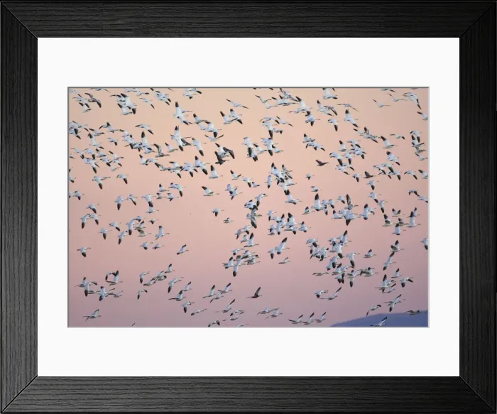 Framed Print : Picture No. 10888691