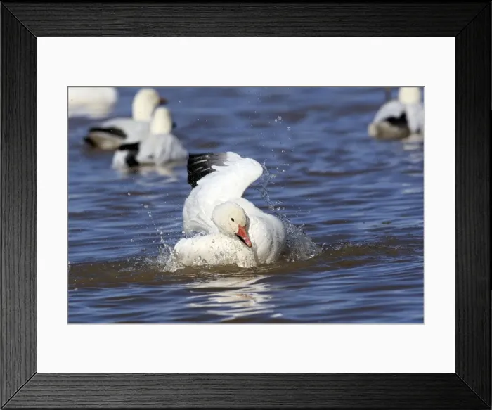 Framed Print : Picture No. 10888689 Framed Print : Picture No. 10888689