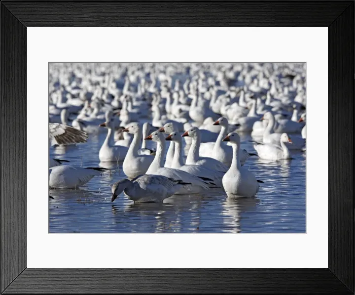 Framed Print : Picture No. 10888655 Framed Print : Picture No. 10888655