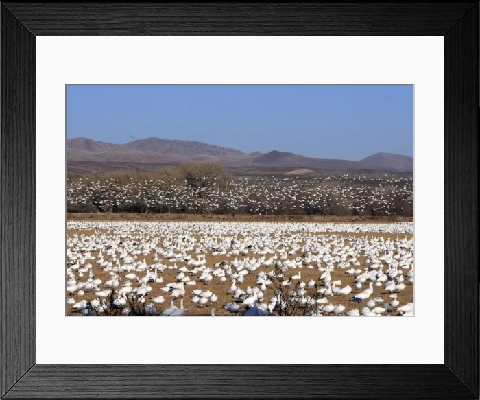 Framed Print : Picture No. 10888681 Framed Print : Picture No. 10888681