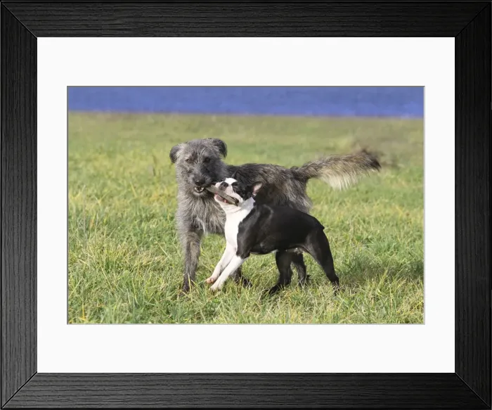 Framed Print : Picture No. 10888818 Framed Print : Picture No. 10888818