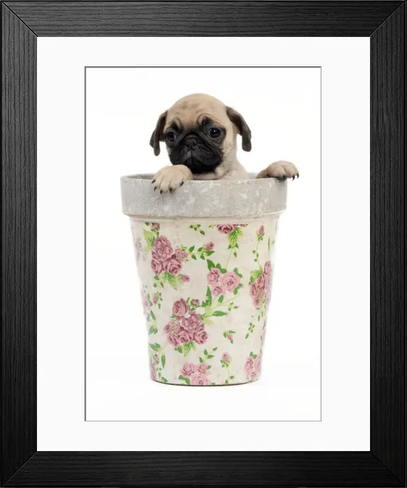 Framed Print : Picture No. 10888809 Framed Print : Picture No. 10888809