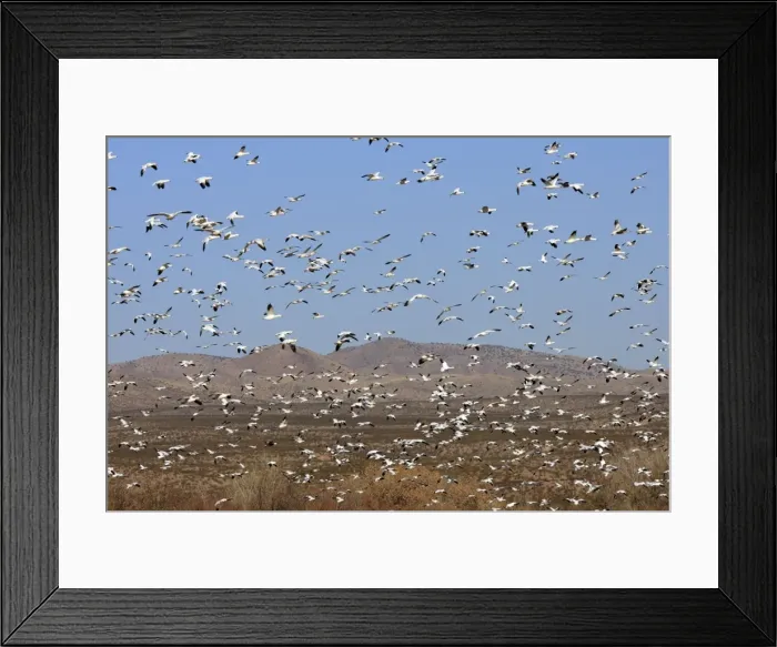 Framed Print : Picture No. 10888682 Framed Print : Picture No. 10888682