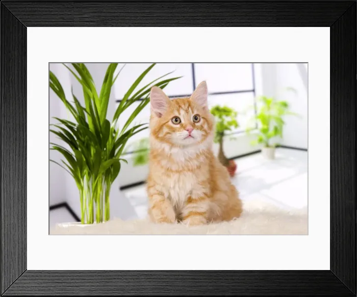 Framed Print : Picture No. 10888829 Framed Print : Picture No. 10888829