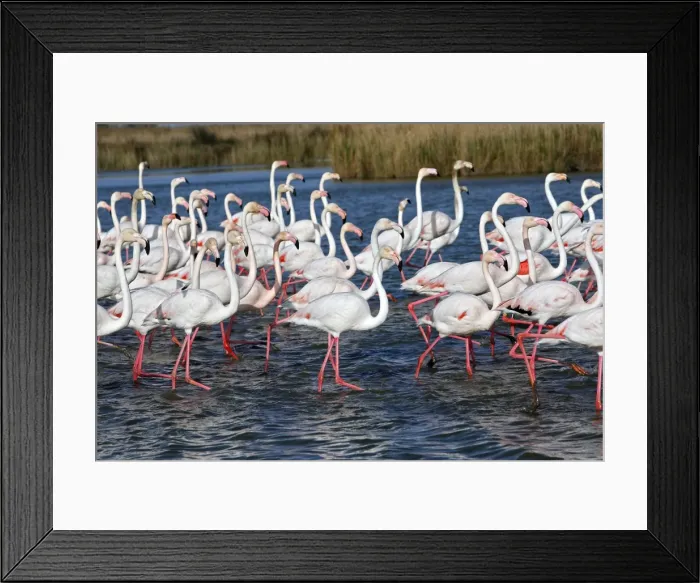 Framed Print : Picture No. 10888489 Framed Print : Picture No. 10888489