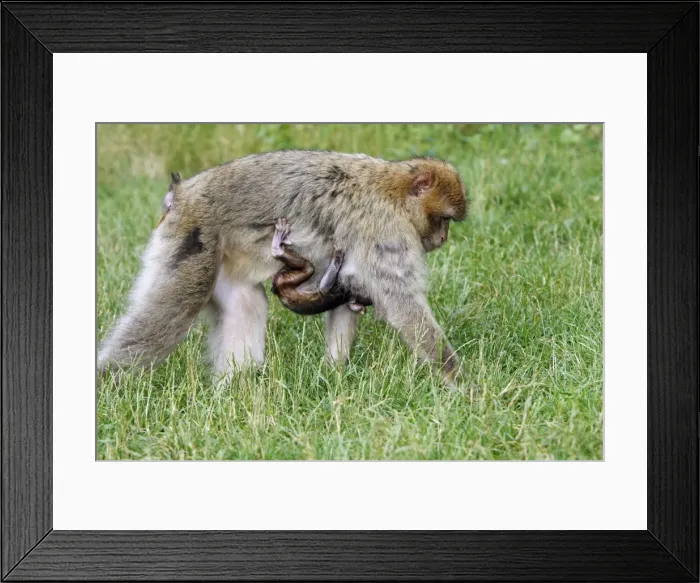 Framed Print : Picture No. 10888461 Framed Print : Picture No. 10888461