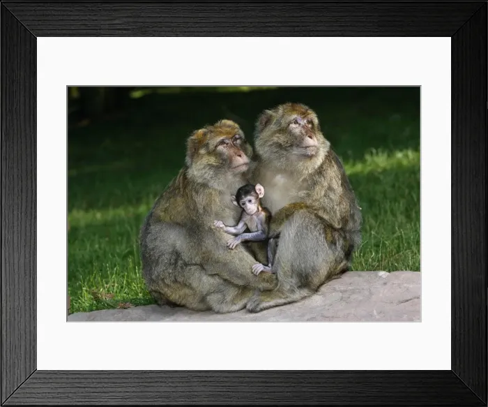 Framed Print : Picture No. 10888469 Framed Print : Picture No. 10888469