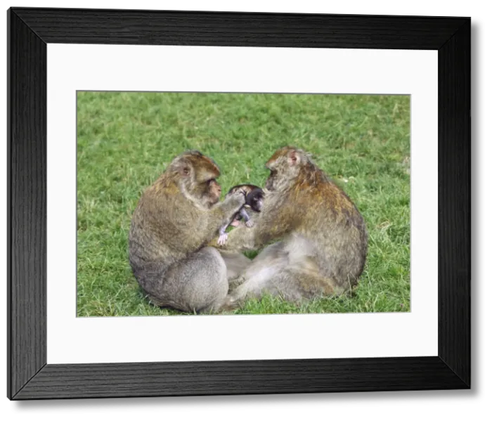 Framed Print : Picture No. 10888457 Framed Print : Picture No. 10888457