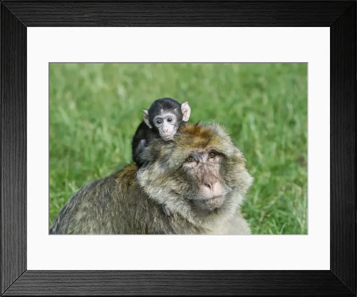 Framed Print : Picture No. 10888460 Framed Print : Picture No. 10888460