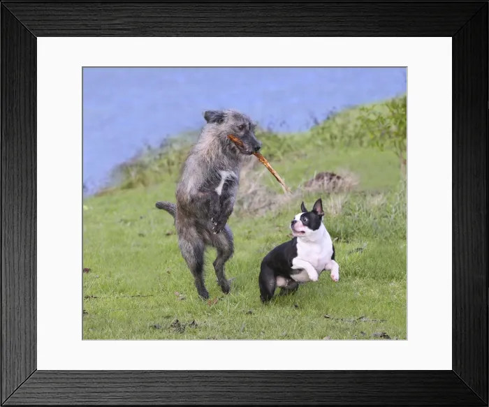 Framed Print : Picture No. 10888820 Framed Print : Picture No. 10888820