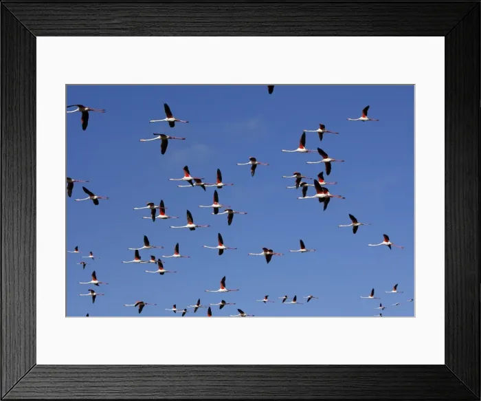 Framed Print : Picture No. 10888488 Framed Print : Picture No. 10888488