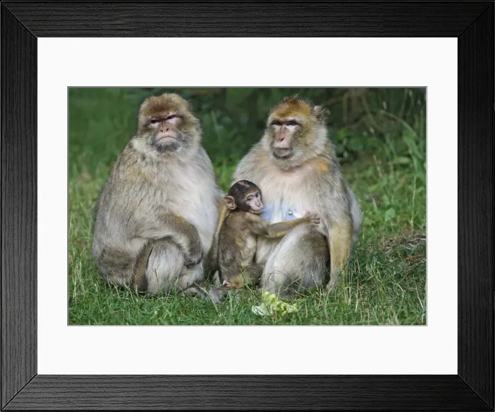 Framed Print : Picture No. 10888467 Framed Print : Picture No. 10888467