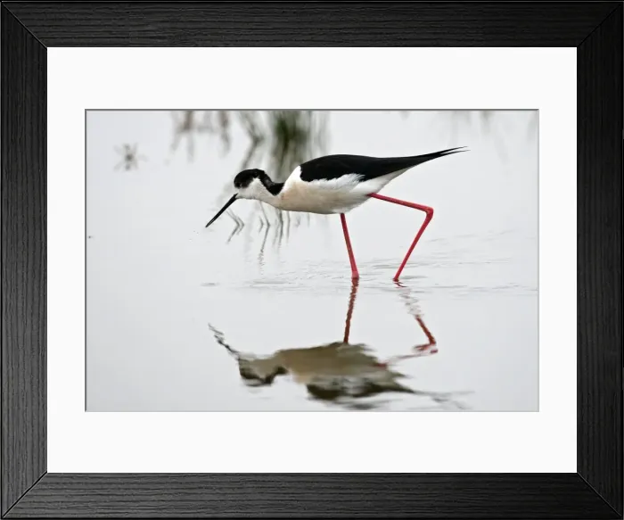 Framed Print : Picture No. 10888485 Framed Print : Picture No. 10888485